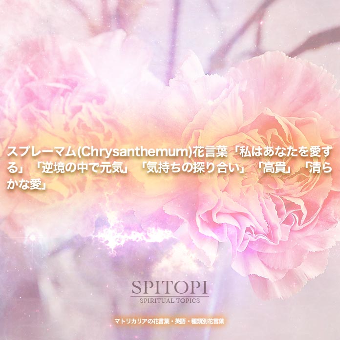 スプレーマム(Chrysanthemum)花言葉「私はあなたを愛する」「逆境の中で元気」「気持ちの探り合い」「高貴」「清らかな愛」