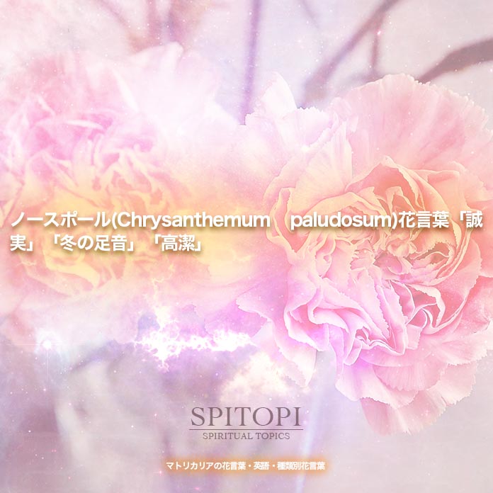ノースポール(Chrysanthemum paludosum)花言葉「誠実」「冬の足音」「高潔」