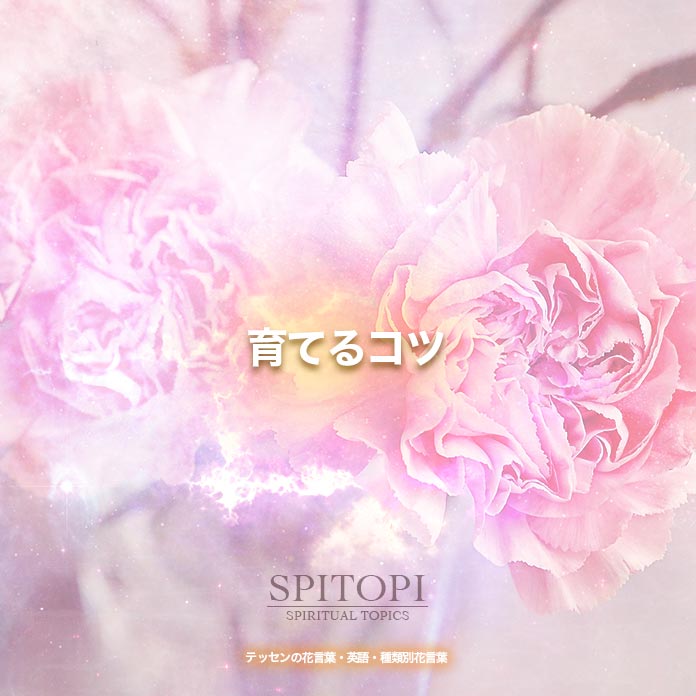 テッセンの花言葉 英語 種類別花言葉 Spitopi