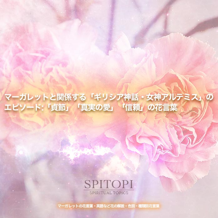 マーガレットの花言葉 英語など花の解説 色別 種類別花言葉 Spitopi