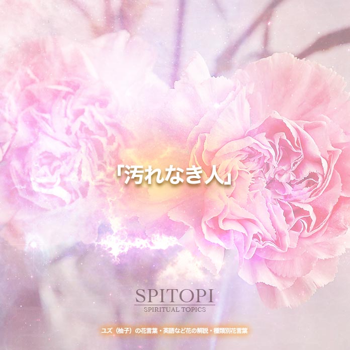 ユズ 柚子 の花言葉 英語など花の解説 種類別花言葉 Spitopi