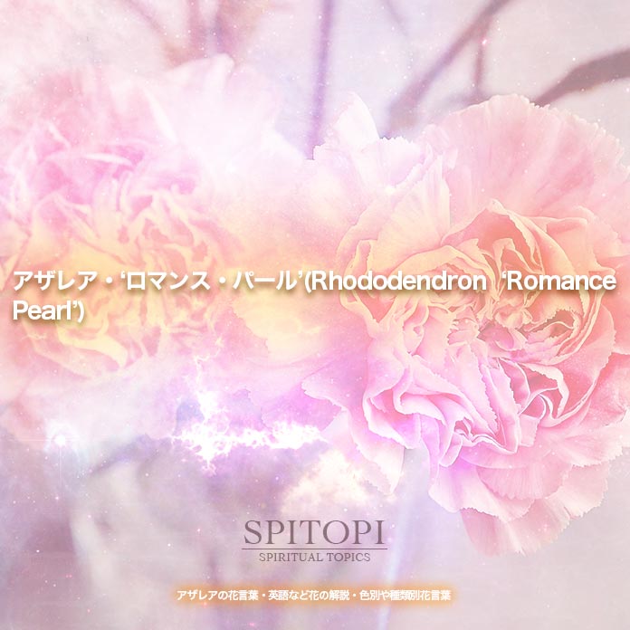 アザレア・‘ロマンス・パール’(Rhododendron ‘Romance Pearl’)