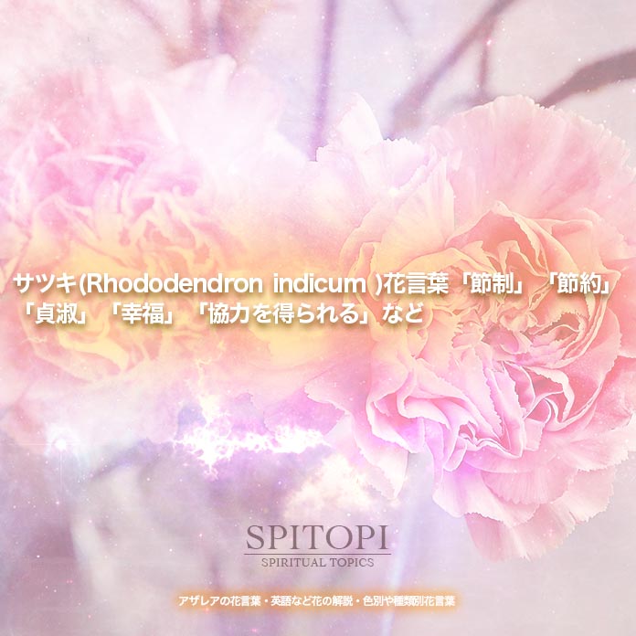 サツキ(Rhododendron indicum )花言葉「節制」「節約」「貞淑」「幸福」「協力を得られる」など