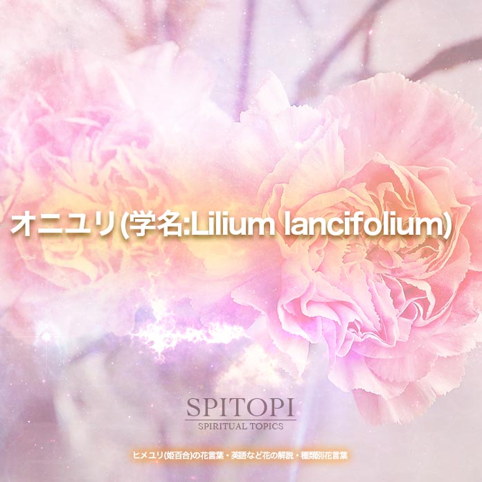 オニユリ(学名:Lilium lancifolium)
