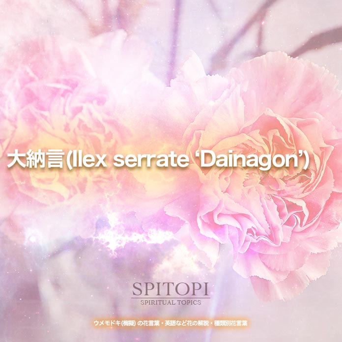 大納言(Ilex serrate ‘Dainagon’)