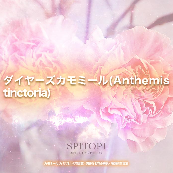 ダイヤーズカモミール(Anthemis tinctoria)