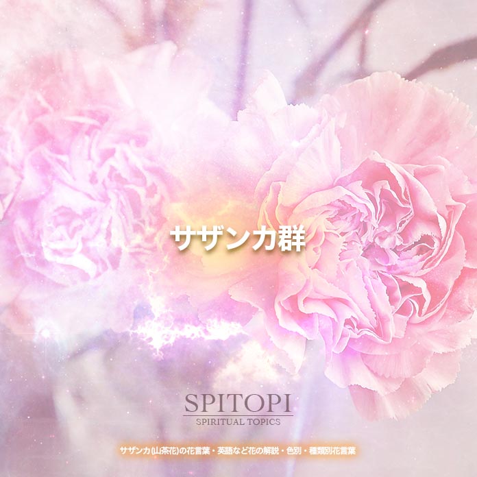 サザンカ 山茶花 の花言葉 英語など花の解説 色別 種類別花言葉 Spitopi