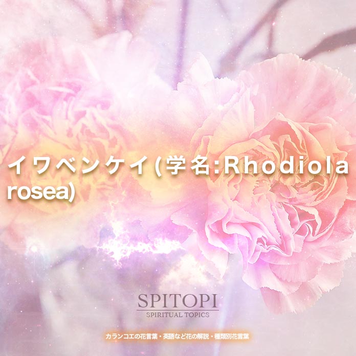 イワベンケイ(学名:Rhodiola rosea)