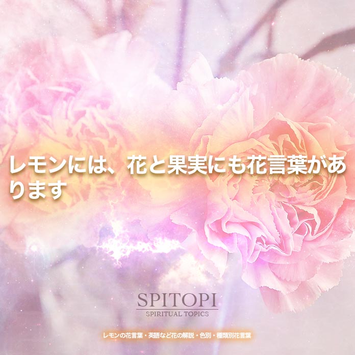 レモンの花言葉 英語など花の解説 色別 種類別花言葉 Spitopi
