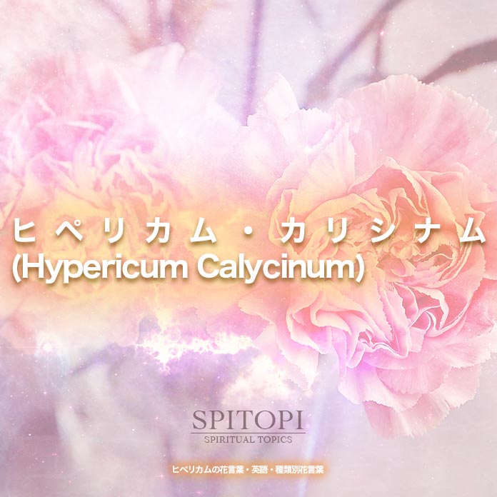 ヒペリカム・カリシナム(Hypericum Calycinum)