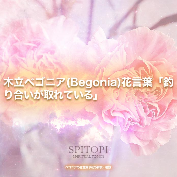 木立ベゴニア(Begonia)花言葉「釣り合いが取れている」