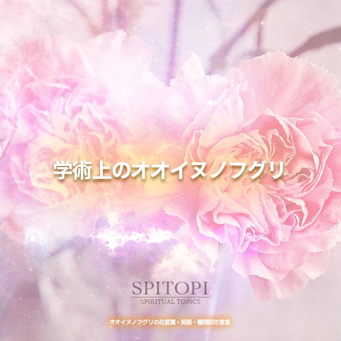 オオイヌノフグリの花言葉 英語 種類別花言葉 Spitopi