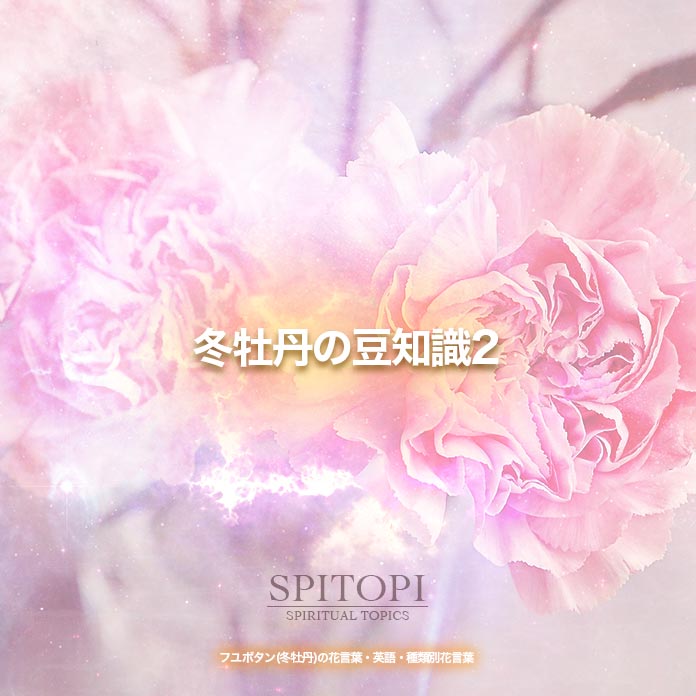 フユボタン 冬牡丹 の花言葉 英語 種類別花言葉 Spitopi