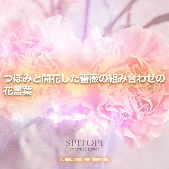 白い薔薇の花言葉 英語 種類別花言葉 Spitopi