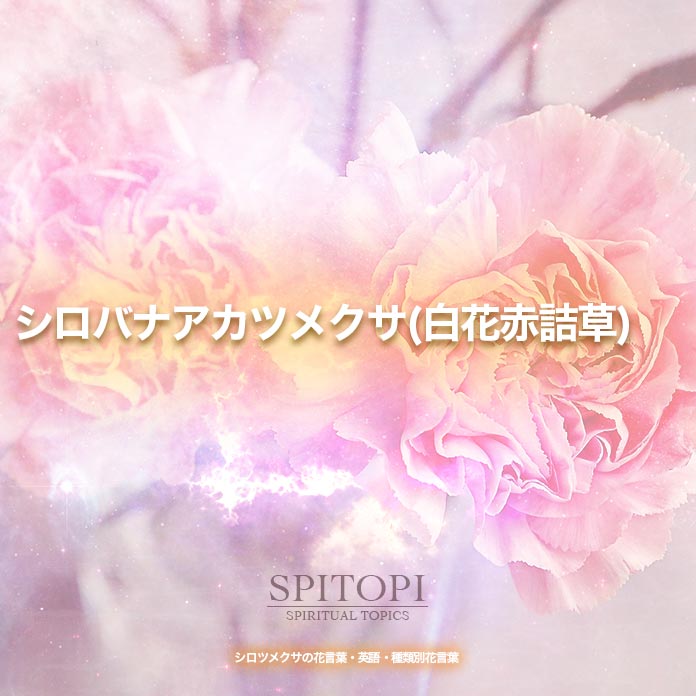 シロツメクサの花言葉 英語 種類別花言葉 Spitopi