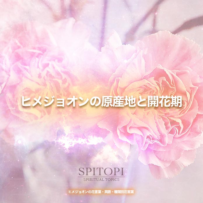 ヒメジョオンの花言葉 英語 種類別花言葉 Spitopi