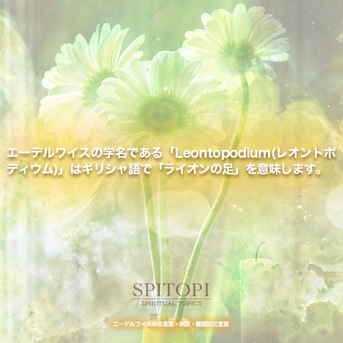 エーデルワイスの花言葉 英語 種類別花言葉 Spitopi