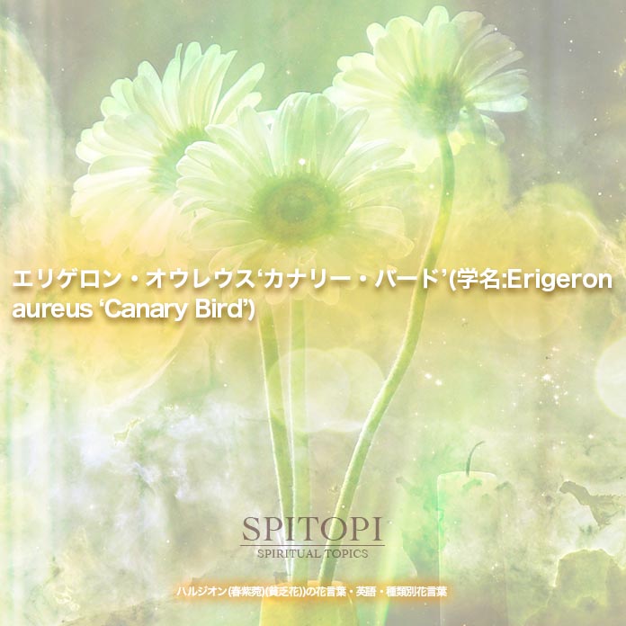 エリゲロン・オウレウス‘カナリー・バード’(学名:Erigeron aureus ‘Canary Bird’)