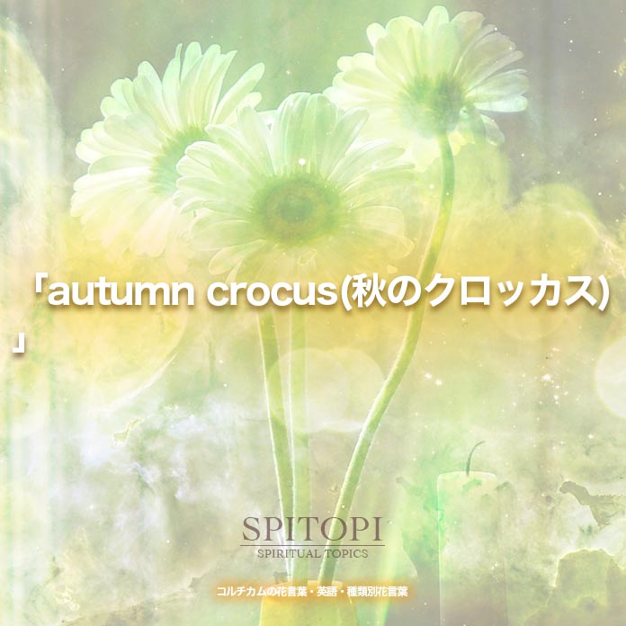 「autumn crocus(秋のクロッカス)」