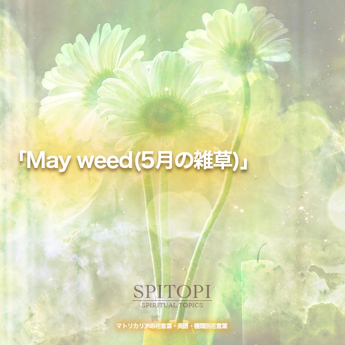 「May weed(5月の雑草)」