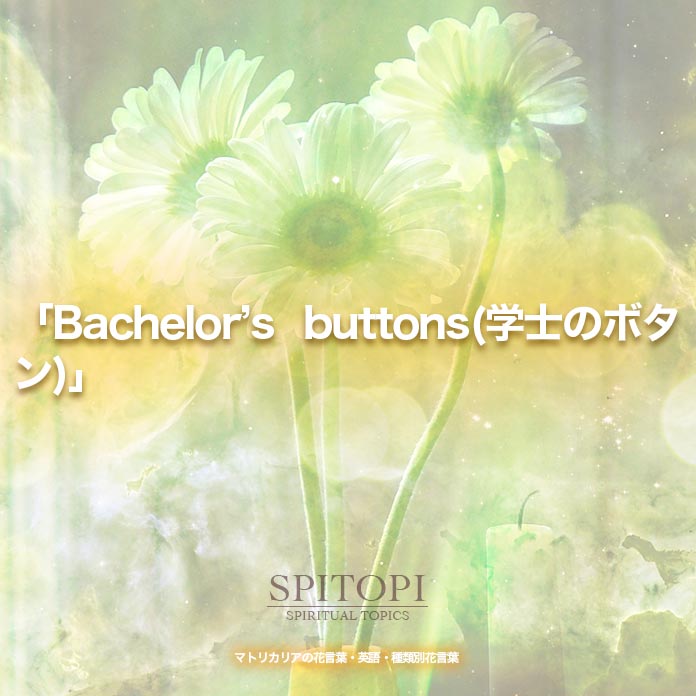 「Bachelor's buttons(学士のボタン)」