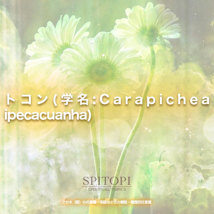 トコン(学名:Carapichea ipecacuanha)