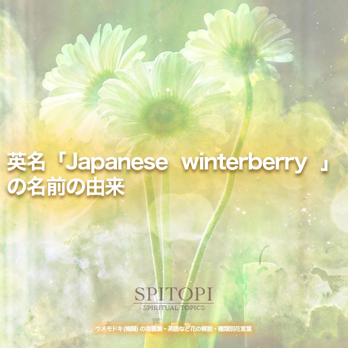 英名「Japanese winterberry 」の名前の由来