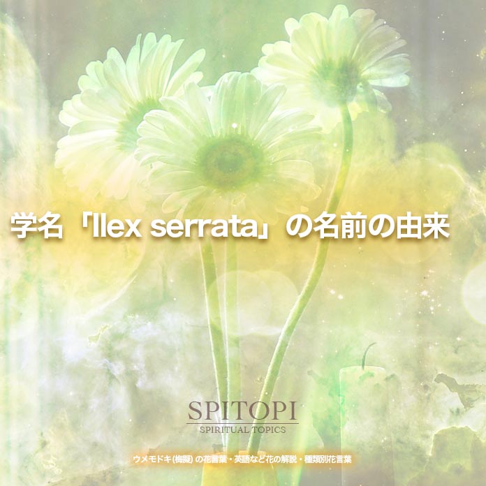 学名「Ilex serrata」の名前の由来