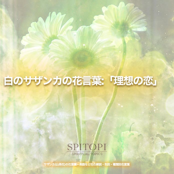 サザンカ 山茶花 の花言葉 英語など花の解説 色別 種類別花言葉 Spitopi