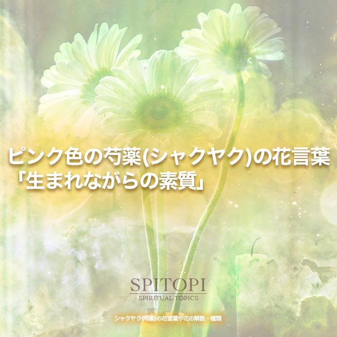 シャクヤク 芍薬 の花言葉や花の解説 種類 Spitopi