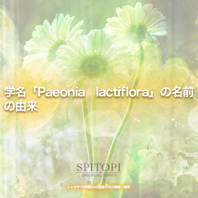 学名「Paeonia lactiflora」の名前の由来
