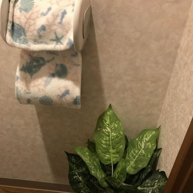 トイレの観葉植物