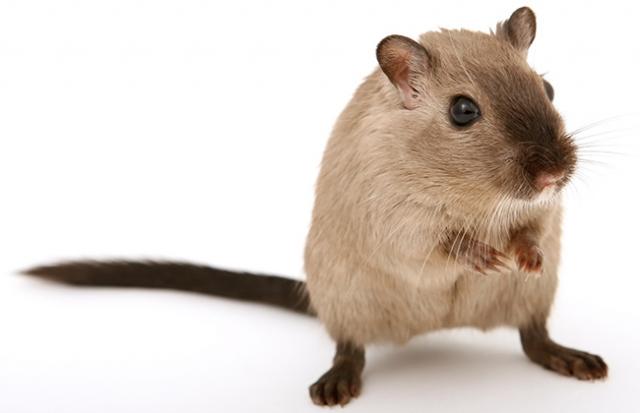 飼っていたペットが死ぬ夢
