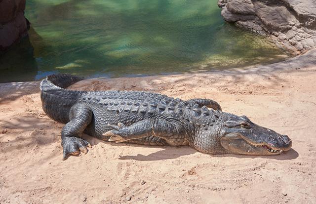 猛獣が死ぬ夢