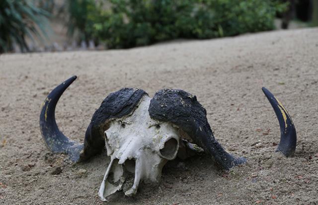 動物の死骸を見つける夢