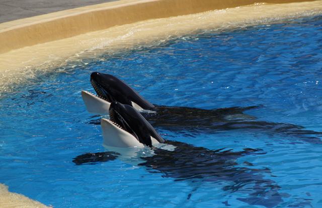 シャチが海で泳いでいる夢(穏やかな海の場合)
