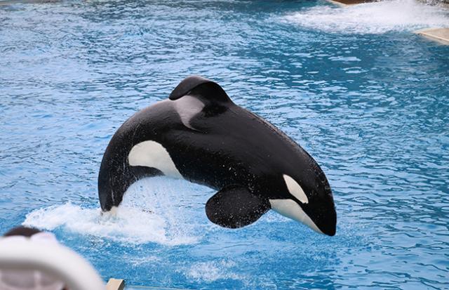 シャチが海で泳いでいる夢(荒れている海の場合)