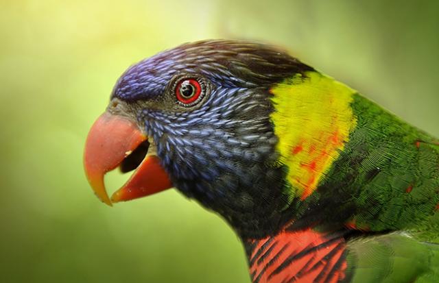 カラフルなインコの夢