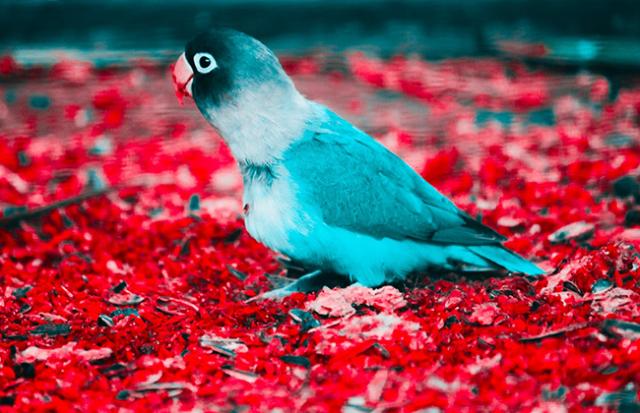 明るい青のインコの夢