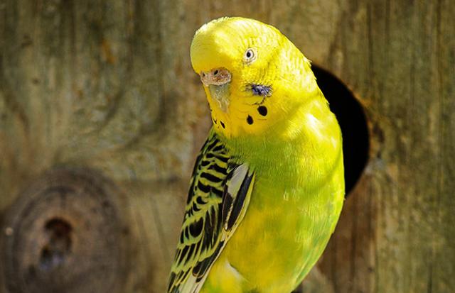 黄色くて明るいインコの夢