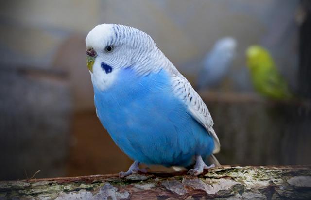 野生のインコを捕獲する夢