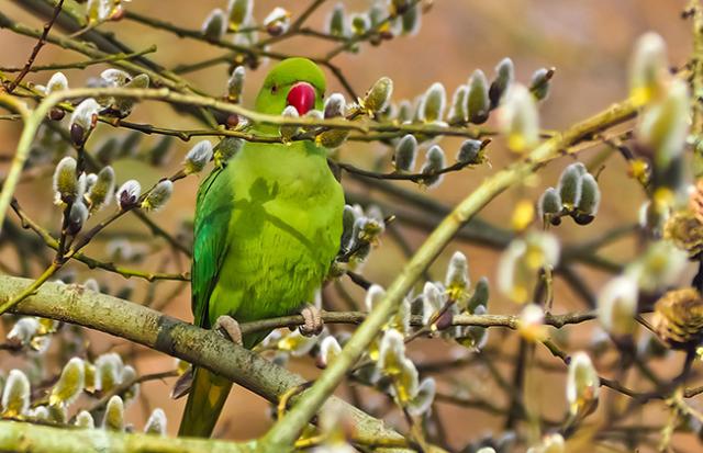 野生のインコに襲われる夢