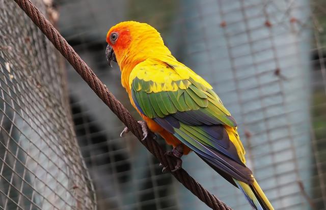 野生のインコに助けられる夢