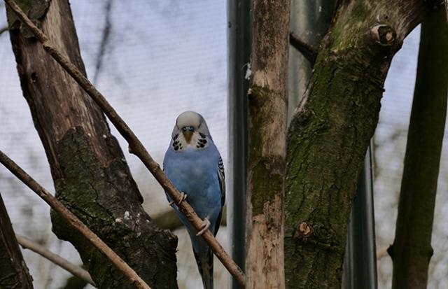 二匹のインコが寄り添っている夢