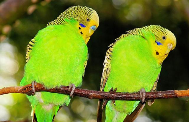 トロピカルな色のインコの夢