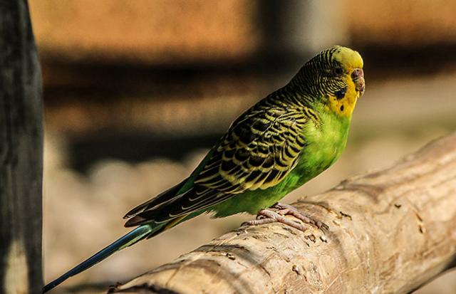 青いインコの夢