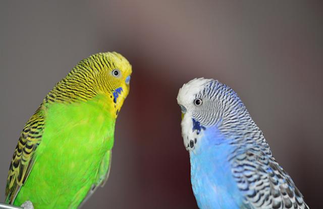 セキセイインコの夢
