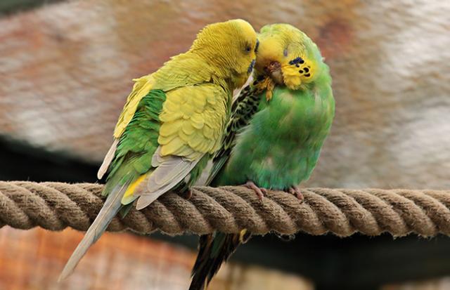 インコが自分以外には懐かない夢