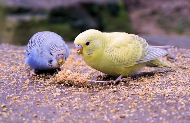 インコを撫でる夢