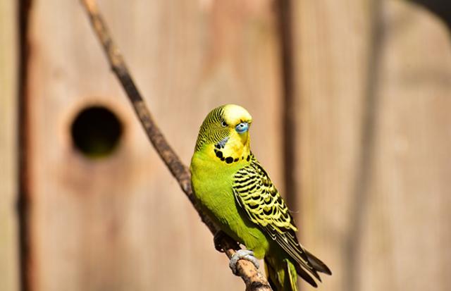 動物が一方的に喋りかけてくる夢